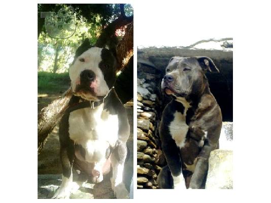 Πωλούνται κουτάβια American Pitbull !!!!!!!